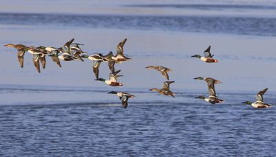 Slobeenden - Northern Shovelers