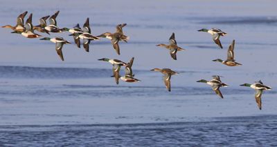 Slobeend - Northern Shoveler