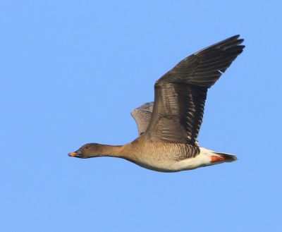 Toendrarietgans - Tundra Bean Goose