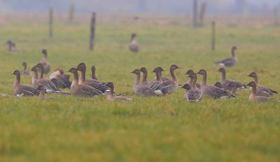 Toendrarietganzen - Tundra Bean Geese