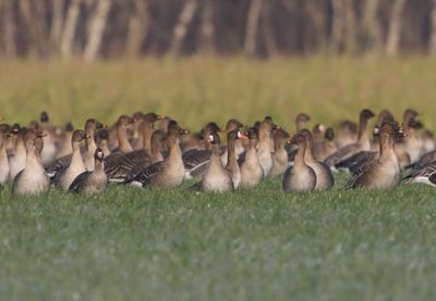 Toendrarietganzen - Tundra Bean Geese