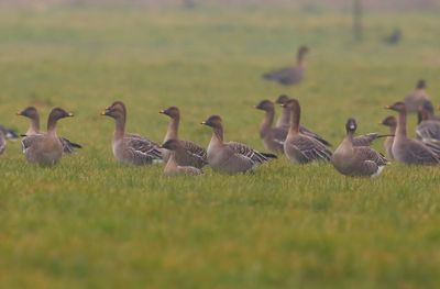 Toendrarietganzen - Tundra Bean Geese