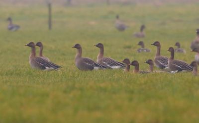 Toendrarietganzen - Tundra Bean Geese