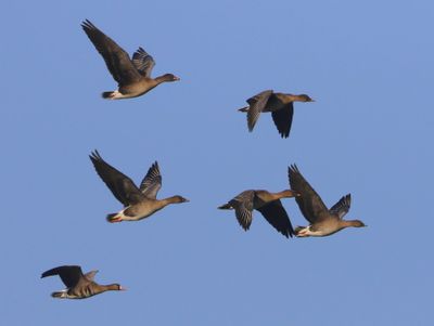 Toendrarietganzen - Tundra Bean Geese