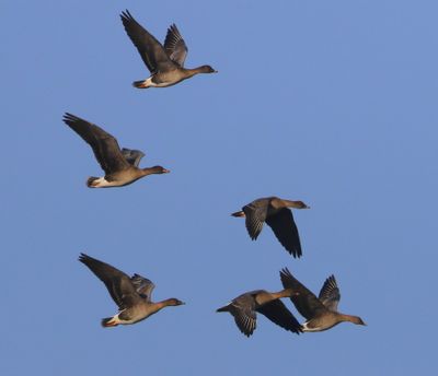 Toendrarietganzen - Tundra Bean Geese