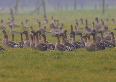 Toendrarietganzen - Tundra Bean Geese