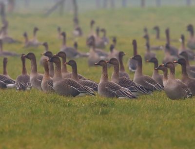 Toendrarietganzen - Tundra Bean Geese