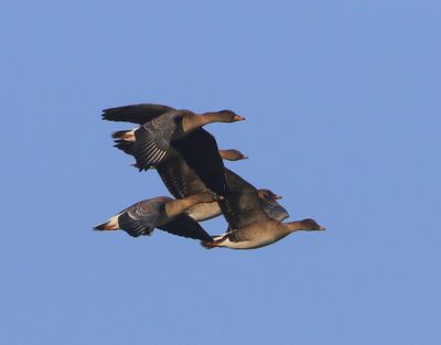 Toendrarietganzen - Tundra Bean Geese