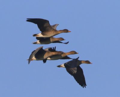 Toendrarietganzen - Tundra Bean Geese
