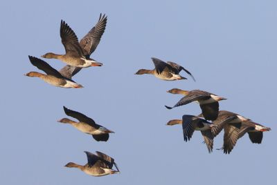 Toendrarietganzen - Tundra Bean Geese