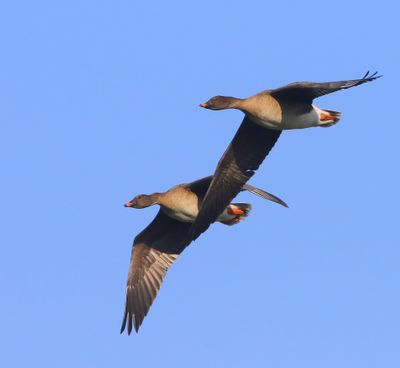 Toendrarietganzen - Tundra Bean Geese