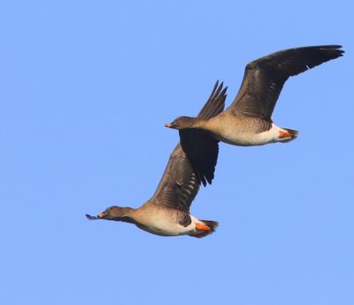 Toendrarietgans - Tundra Bean Goose