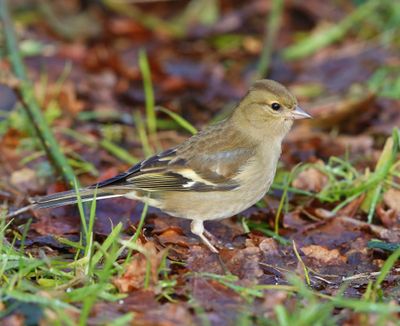 Vink - Common Chaffinch