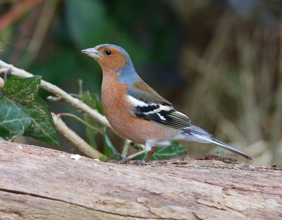 Vink - Common Chaffinch