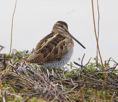 Watersnip - Common Snipe