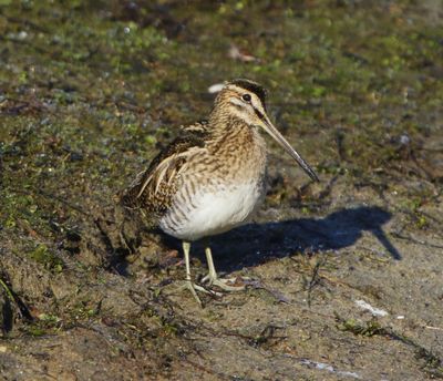 Watersnip - Common Snipe