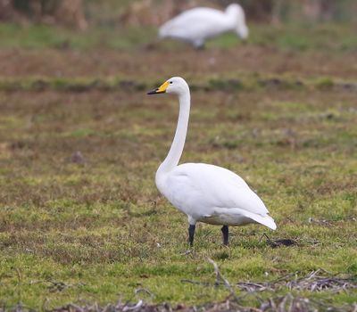Wilde Zwaan - Whooper Swan