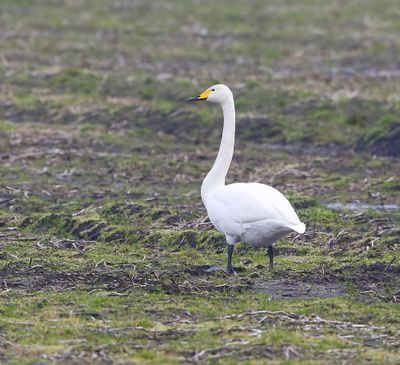 Wilde Zwaan - Whooper Swan