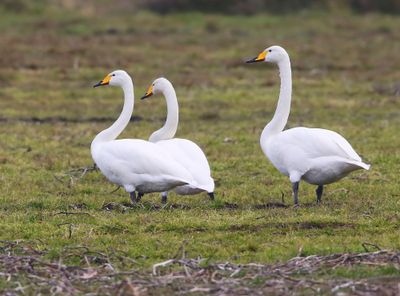 Wilde Zwanen - Whooper Swans