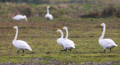 Wilde Zwanen - Whooper Swans