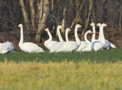Wilde Zwanen - Whooper Swans