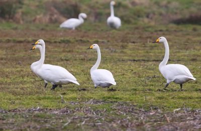 Wilde Zwanen - Whooper Swans