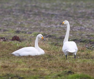 Wilde Zwaan - Whooper Swan
