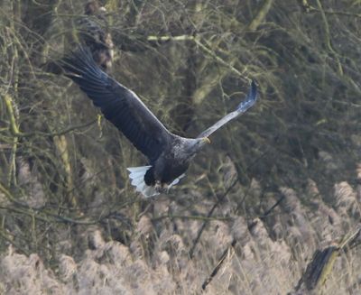 Zeearend - White-tailed Eagle