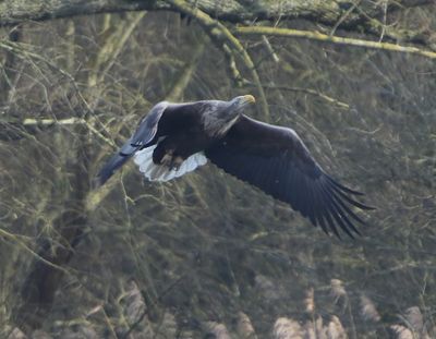 Zeearend - White-tailed Eagle