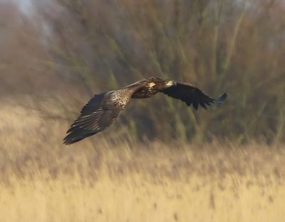 Zeearend - White-tailed Eagle