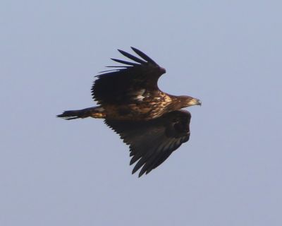 Zeearend - White-tailed Eagle