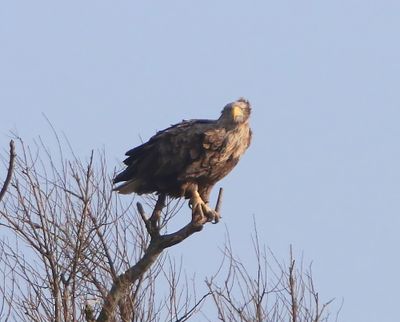 Zeearend - White-tailed Eagle