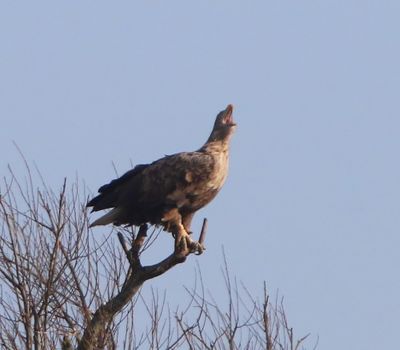 Zeearend - White-tailed Eagle