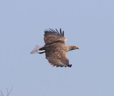 Zeearend - White-tailed Eagle