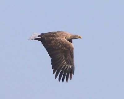 Zeearend - White-tailed Eagle