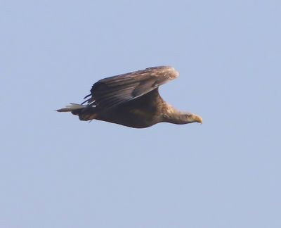 Zeearend - White-tailed Eagle