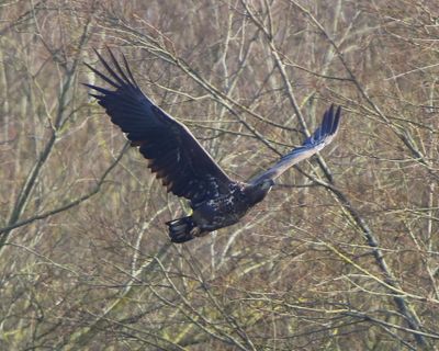Zeearend - White-tailed Eagle