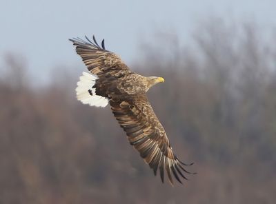 Zeearend - White-tailed Eagle