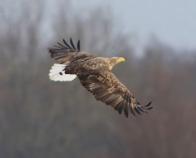 Zeearend - White-tailed Eagle