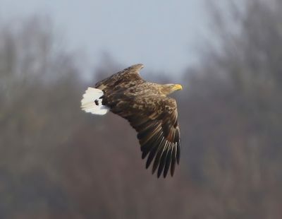 Zeearend - White-tailed Eagle