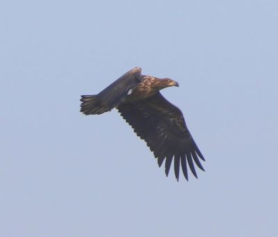 Zeearend - White-tailed Eagle
