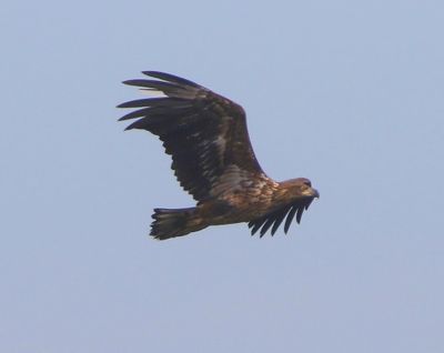 Zeearend - White-tailed Eagle