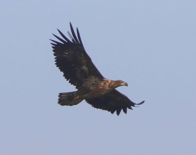 Zeearend - White-tailed Eagle