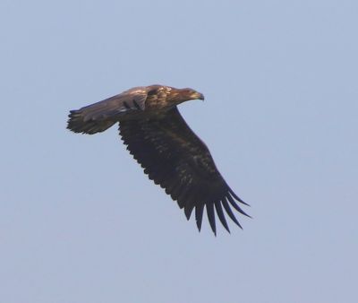 Zeearend - White-tailed Eagle
