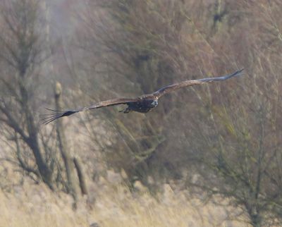 Zeearend - White-tailed Eagle
