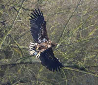 Zeearend - White-tailed Eagle