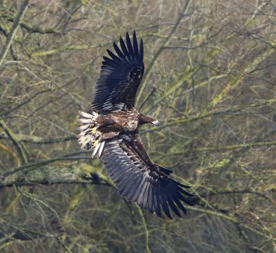 Zeearend - White-tailed Eagle