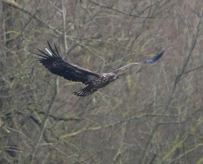 Zeearend - White-tailed Eagle