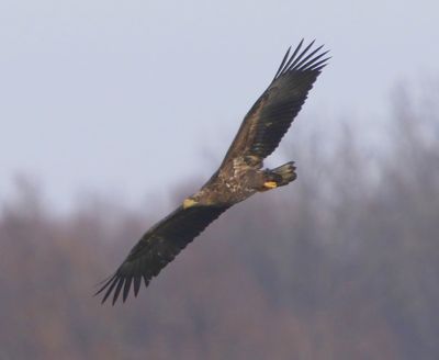 Zeearend - White-tailed Eagle