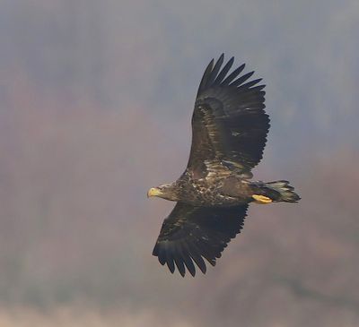 Zeearend - White-tailed Eagle